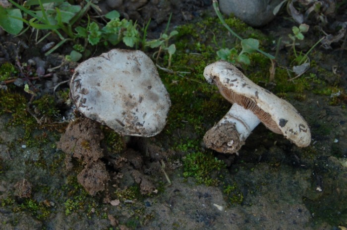 Agaricus devoniensis P. D. Orton